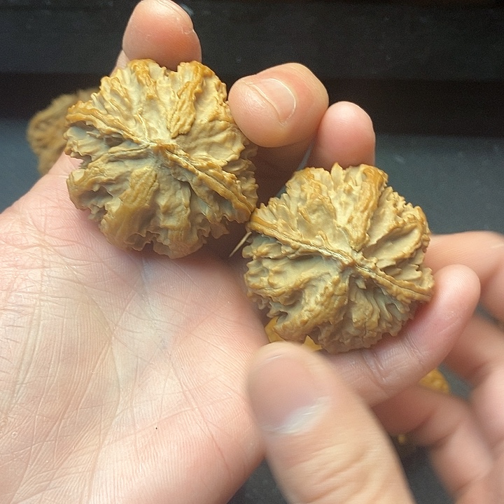 我是一只小小鸟的小猫小狗的