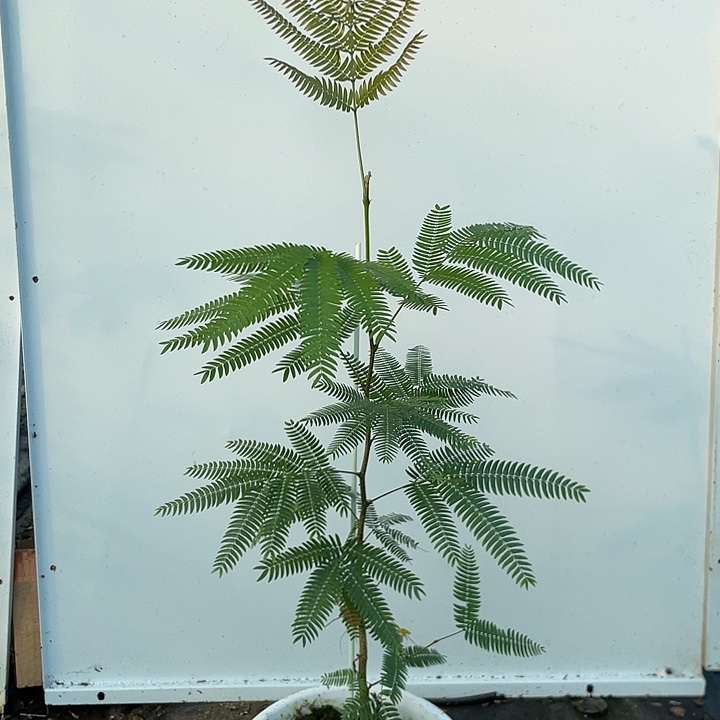 完全开放密叶猴耳环含盆55cm