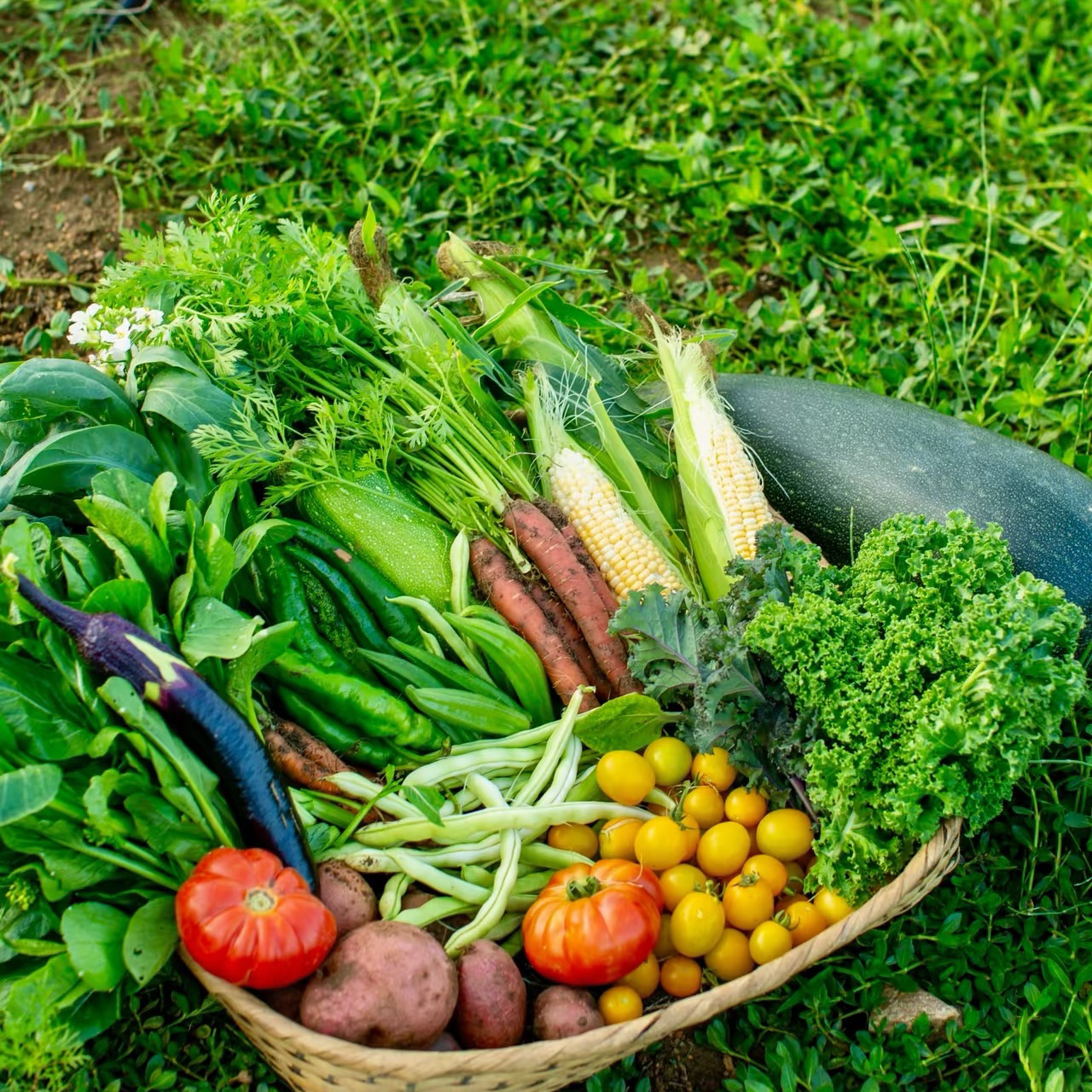 临时链接生鲜  2 ——农家大蒜