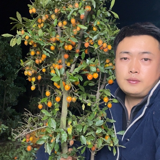 无花朵金弹子庭院原生品种