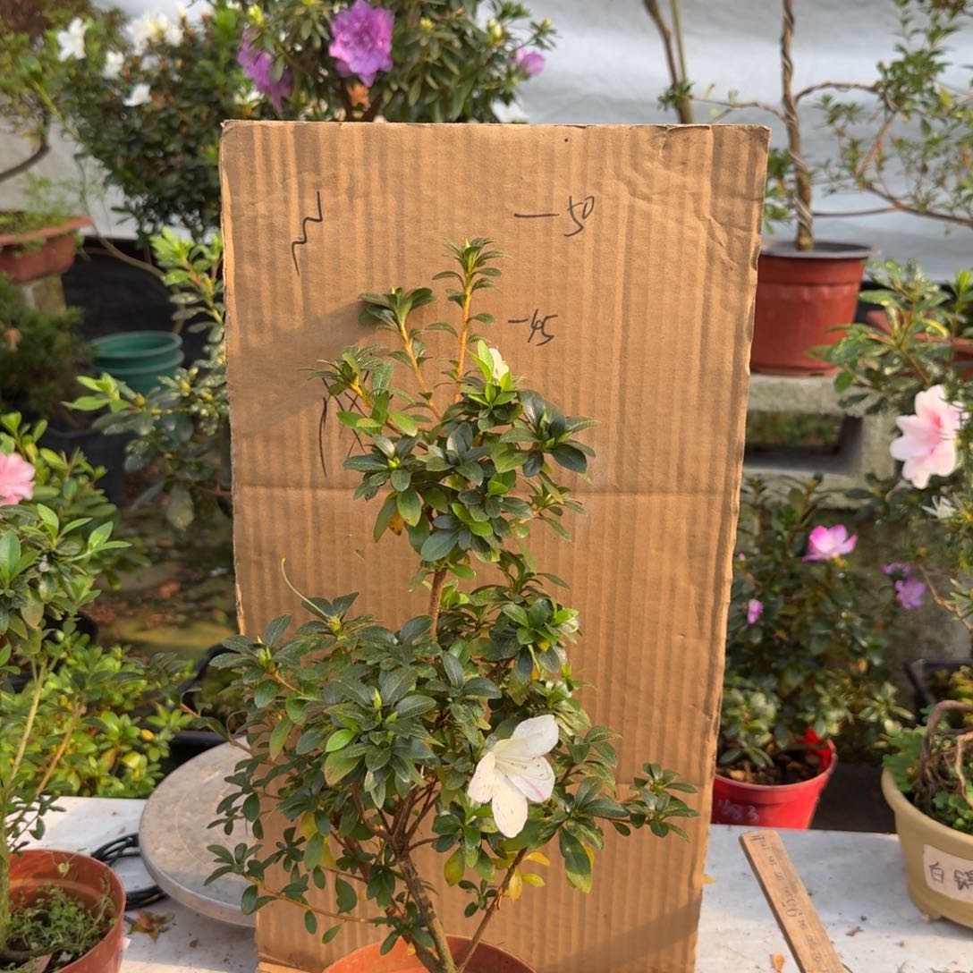 潇***雨完全开放明美之月杜鹃花