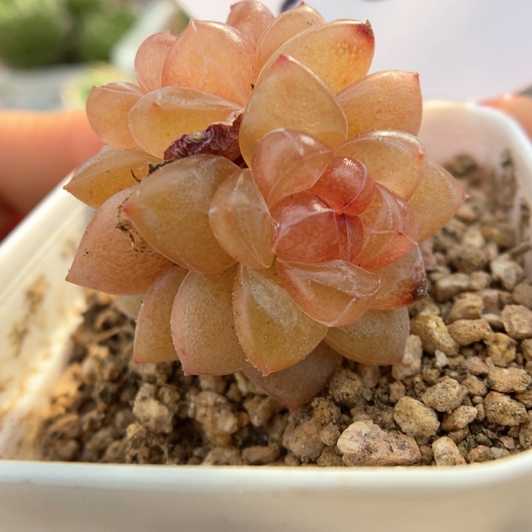 糖心珍妮双头可拍548号。 