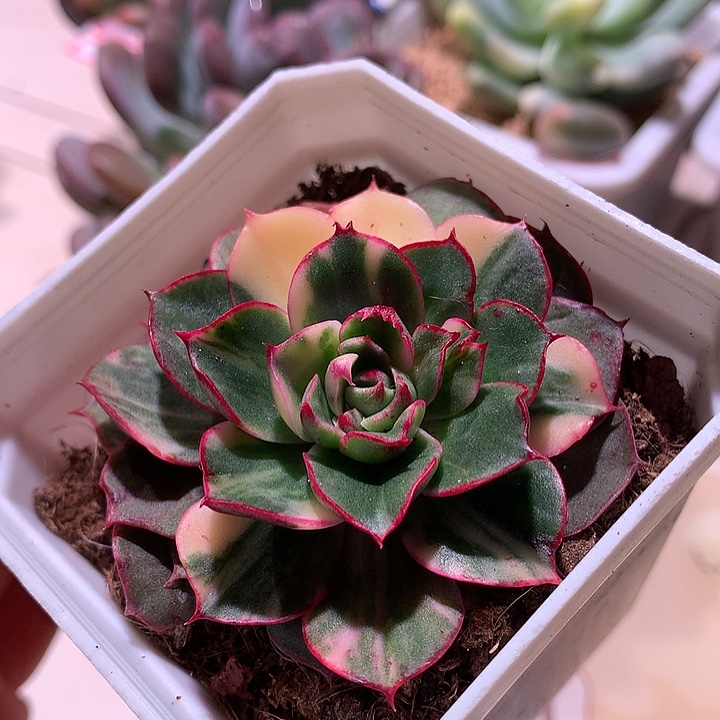 斗牛士花锦锦锦锦锦