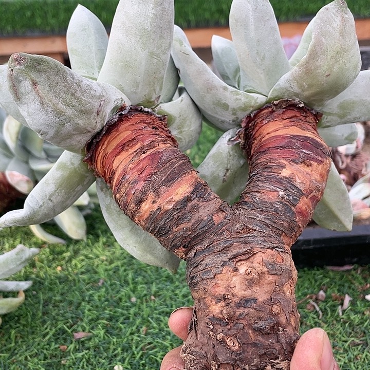 拇指大漏特漏拇指