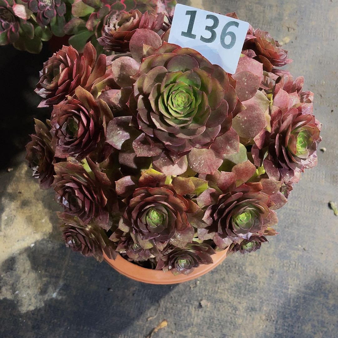 米*宝碧跳136带土球