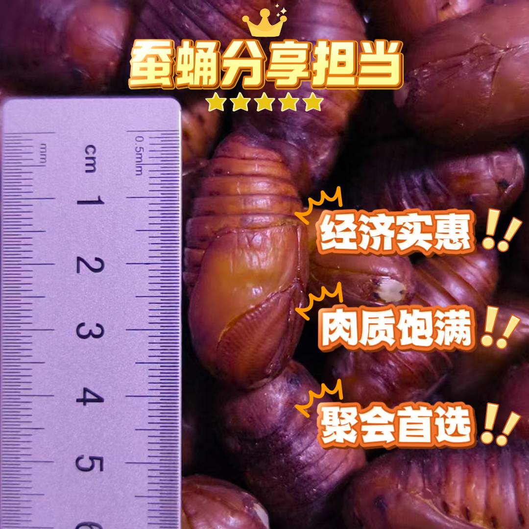 八零兄弟东北西丰新鲜柞蚕活茧蛹产地直发小黄蛹