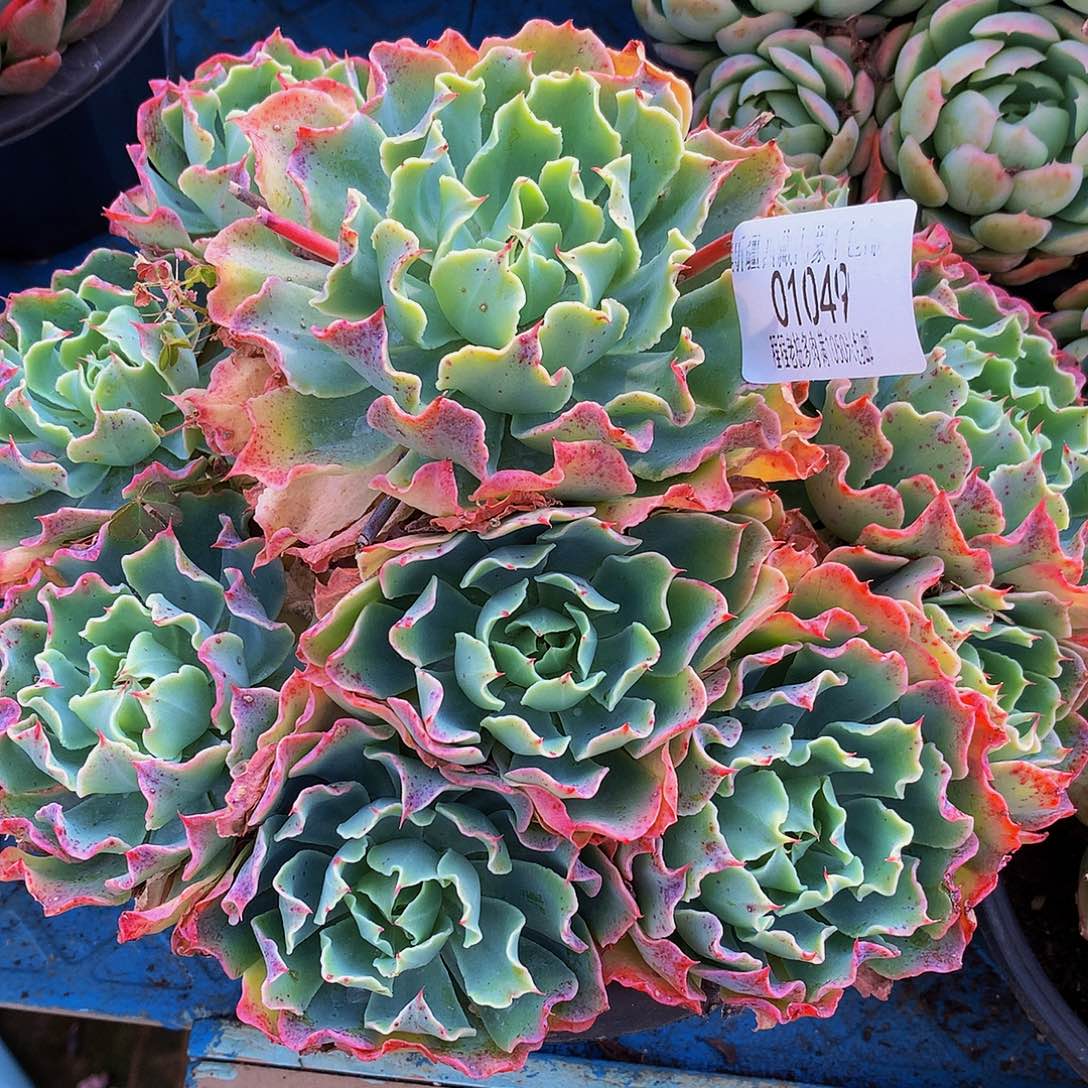 萌***教海啸04049多肉多肉鱼