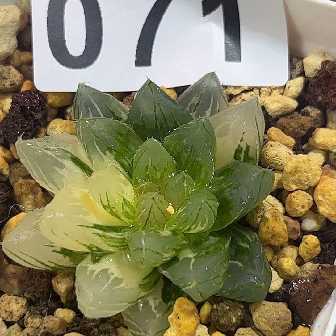 龙爪锦变异十二卷多肉