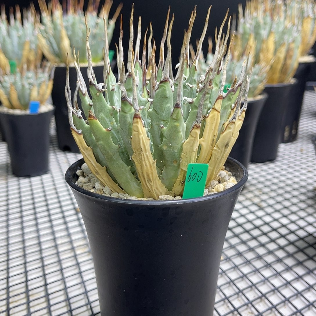 高***_白曲刺熟桩带盆11111