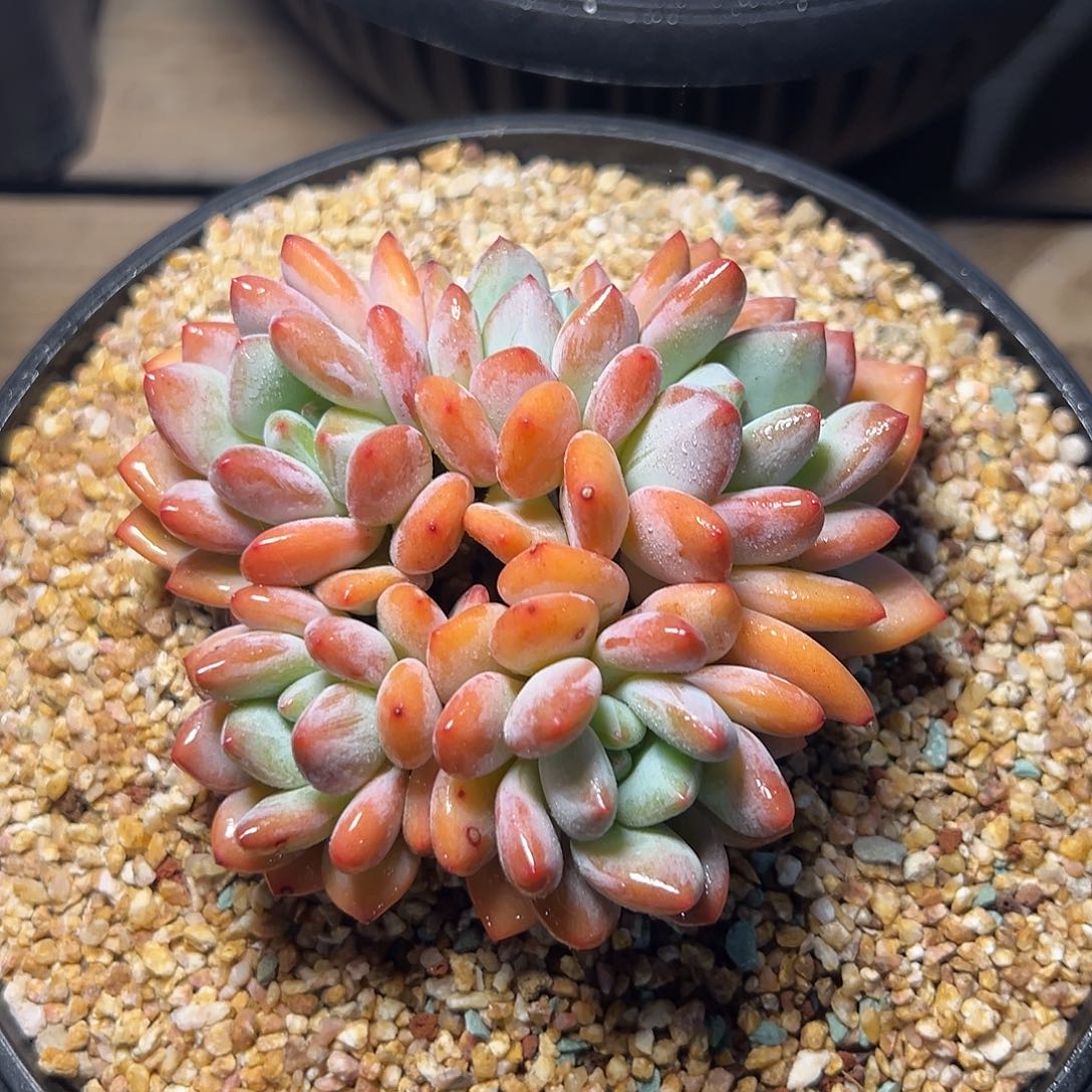 7-30-51精控初夏茉莉