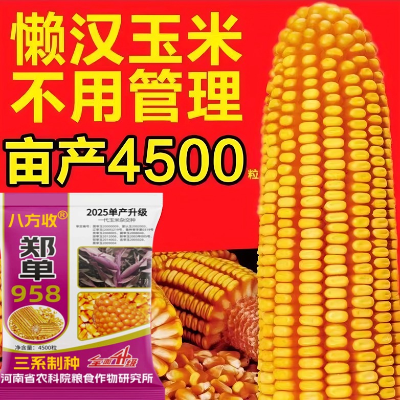 高产玉米种子郑单958高产稳产春播夏播玉米种子