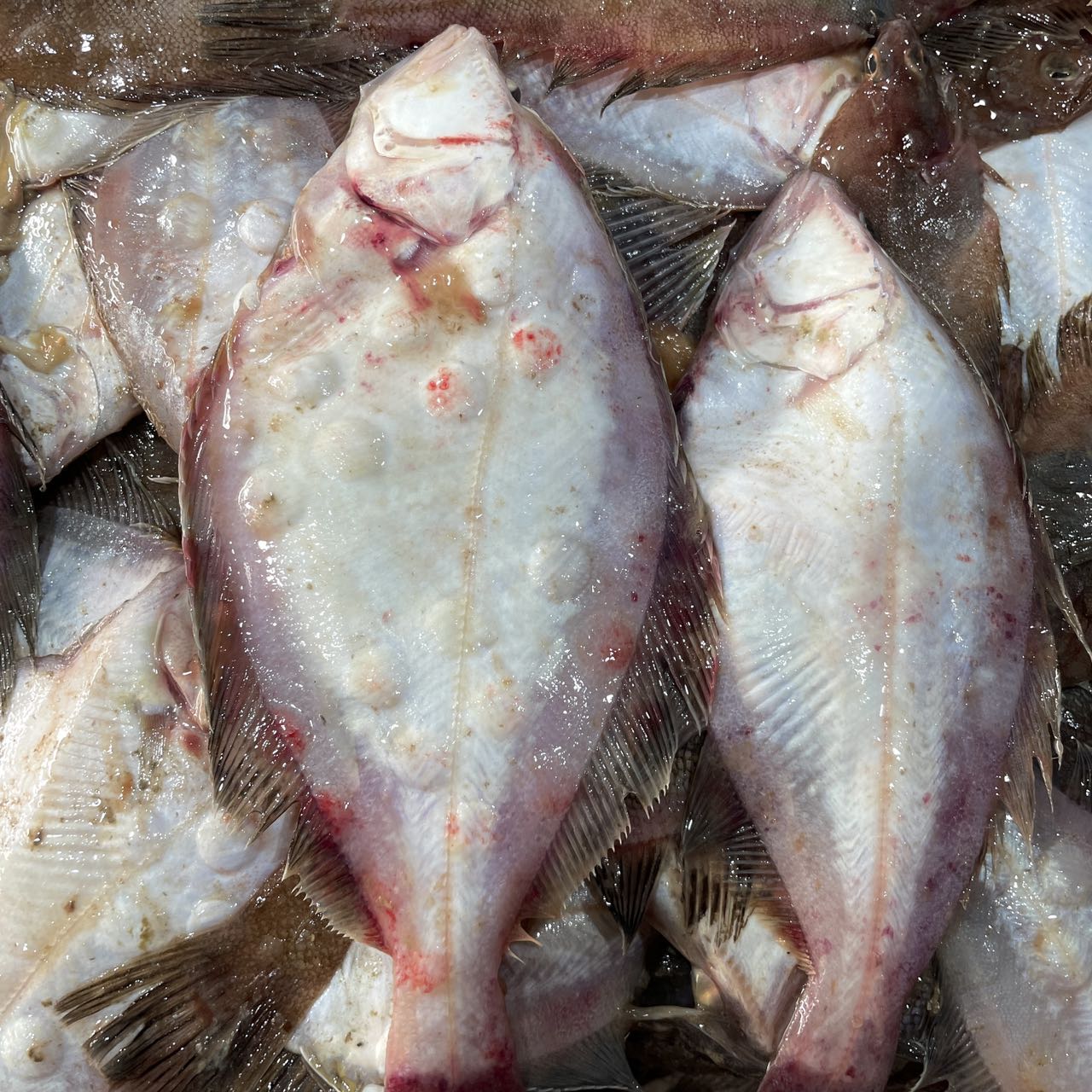 【大连野生偏口鱼】大连野生偏口鱼 净重4斤 全国包邮发货