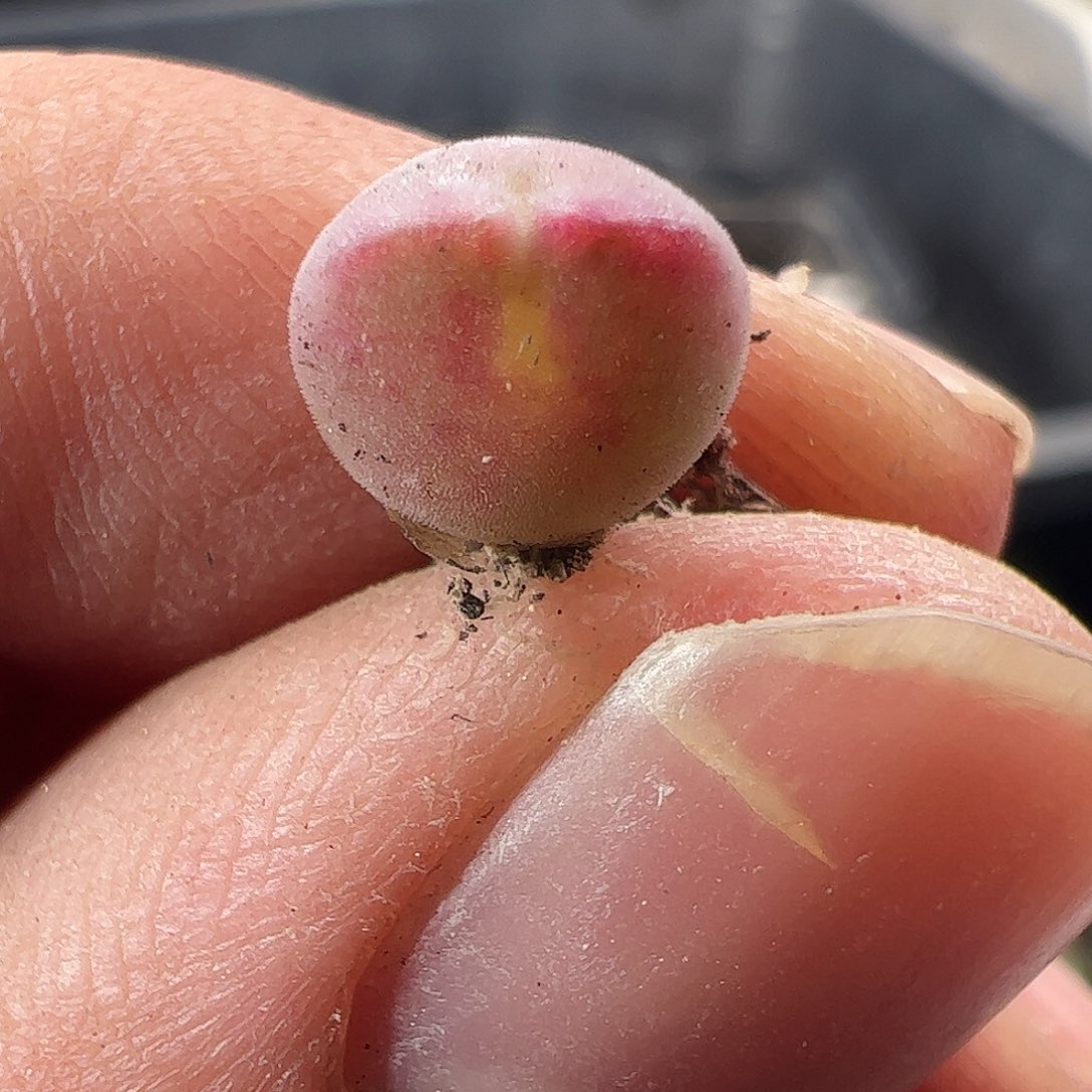 一物一拍清盒福利默认有瑕689