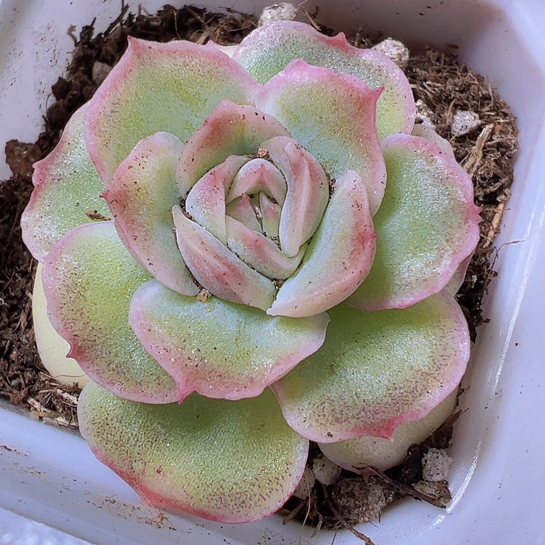 虾饺19包邮多肉植物