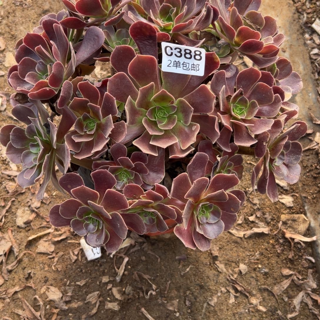 388多肉  欧紫不包断头