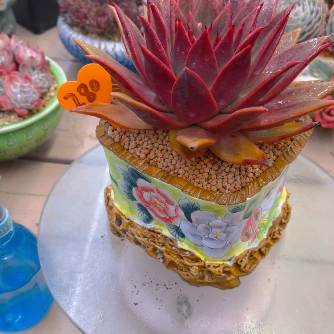 B****n280多肉植物一物一拍