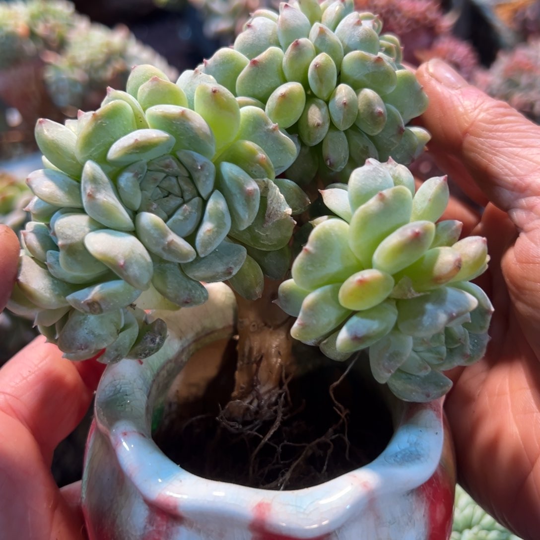 新年快乐啊宝宝8888888888