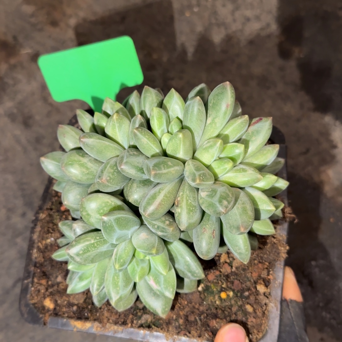 蓝***空蓝色天空姐姐多肉植物