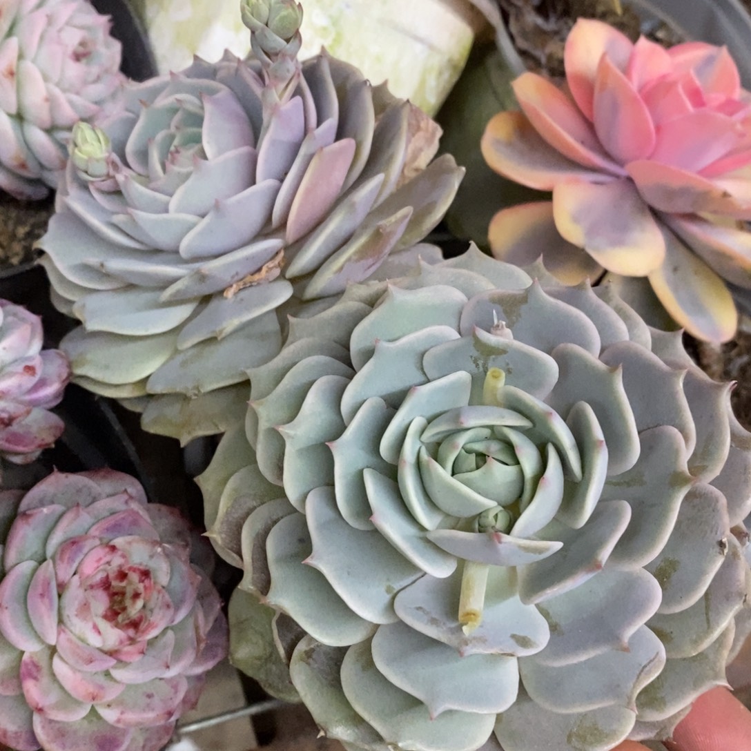 露娜莲双头起发老桩