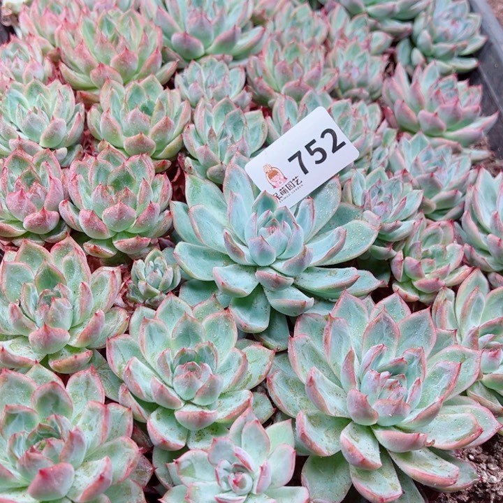 M***琪多肉植物多肉植物