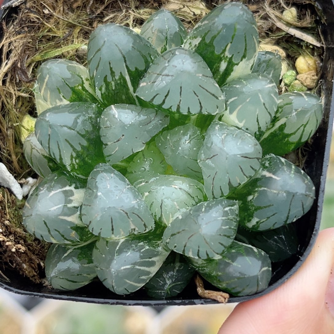 4冰灯玉露锦福利专场