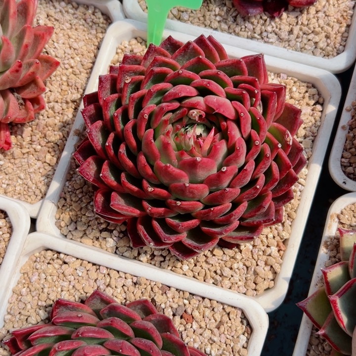 精品多肉植物老桩