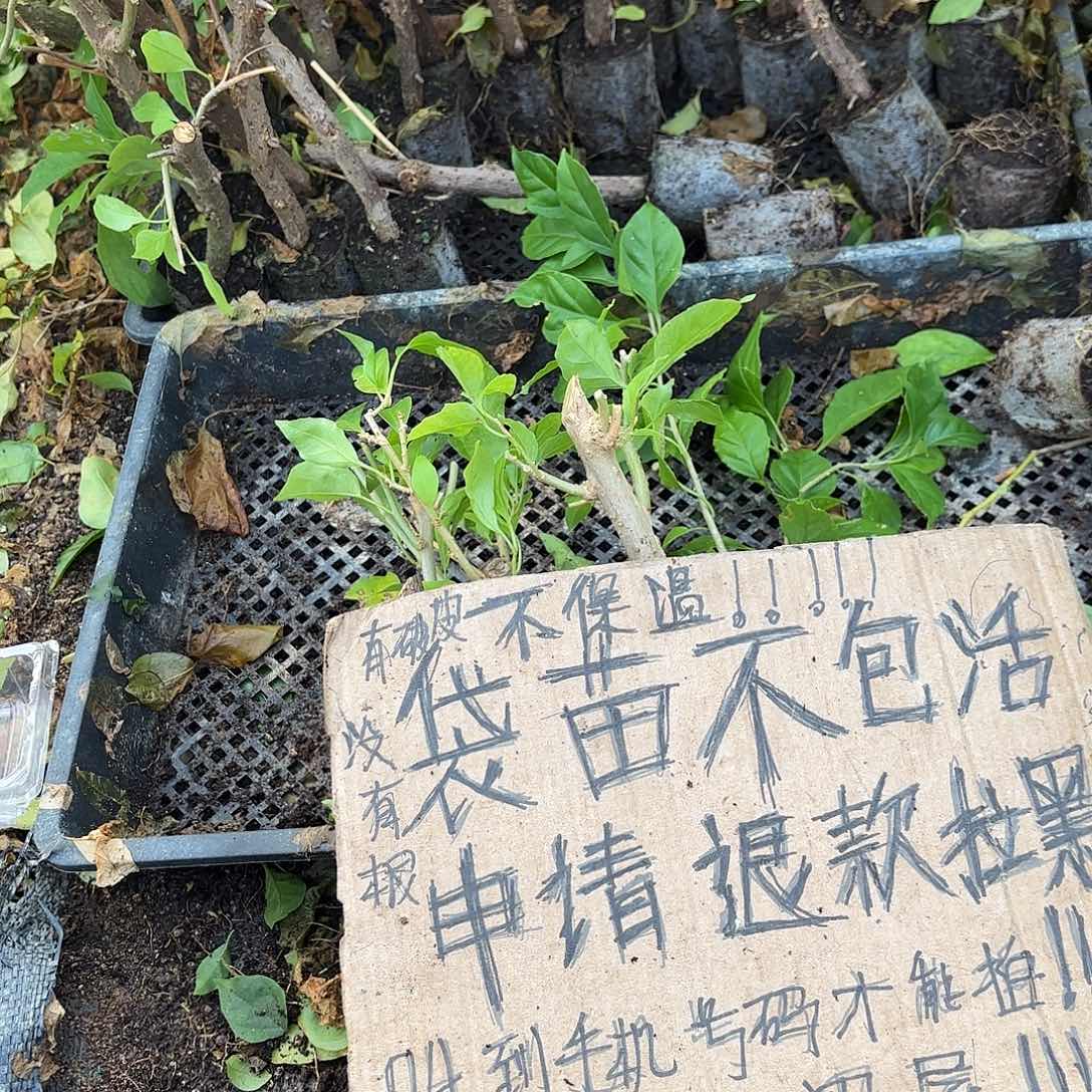 ****伴当前无花栽培后可以开花袋苗盲盒三颗不包活8