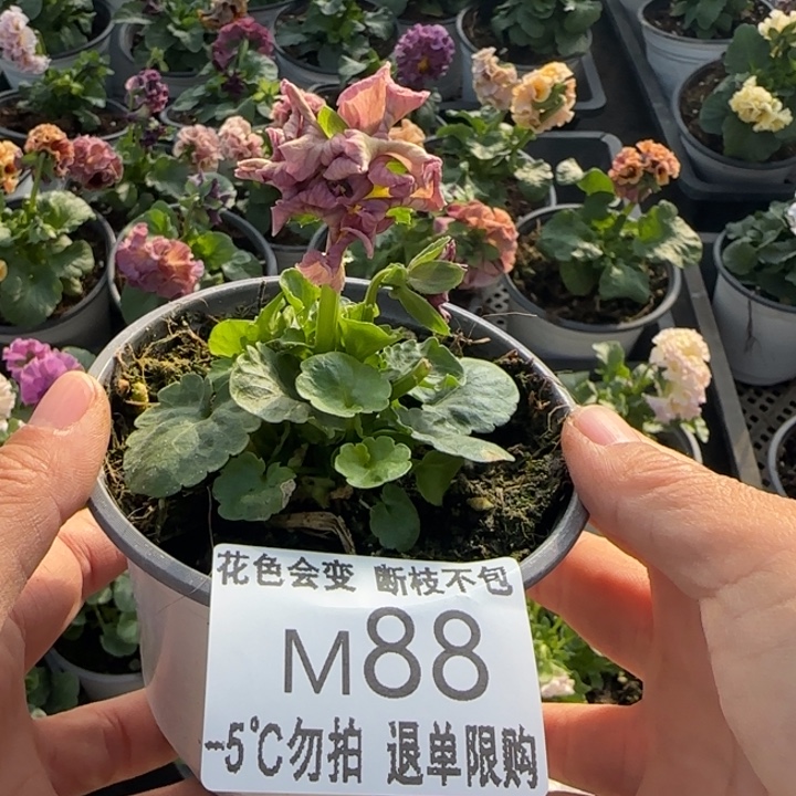 猪***1无花朵M088角堇小苗一物一拍默认苗晃