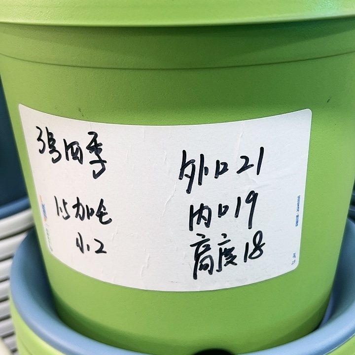 特价3号四季口21高18果绿无托10个