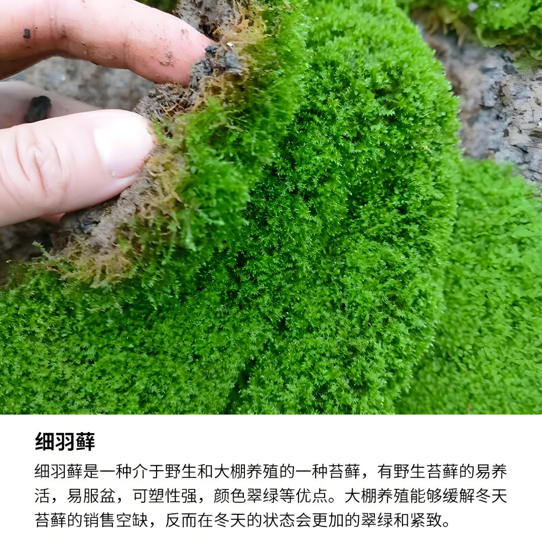 苔藓 细雨藓人工培雨淋缸 水路缸青苔草皮假山铺面
