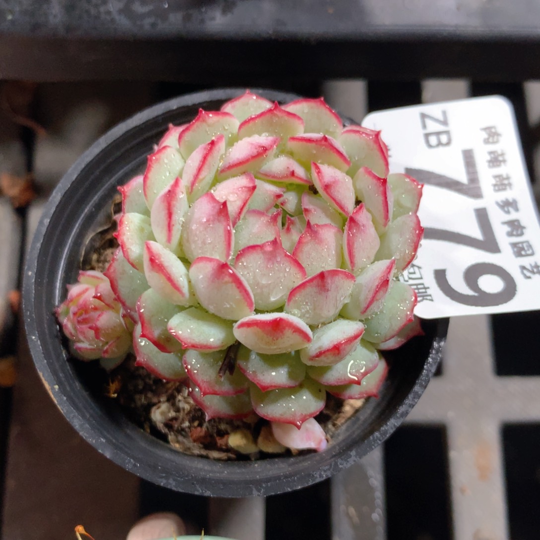 5CM拇指盆精控多肉ZB779