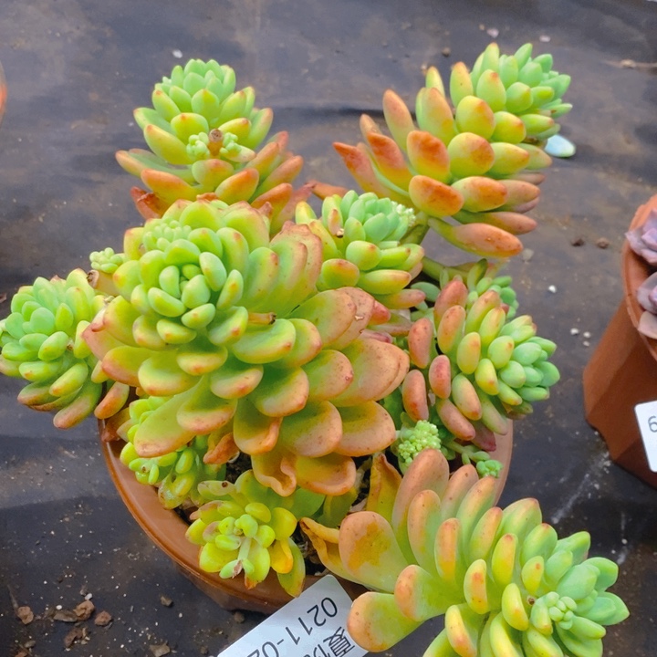 夏悦多肉0211-20香格里拉