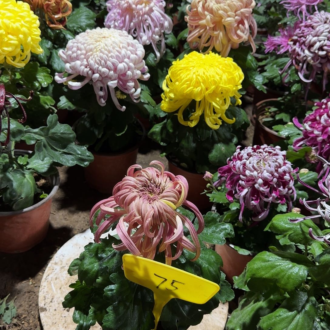 研***研大部分花苞少量开放75