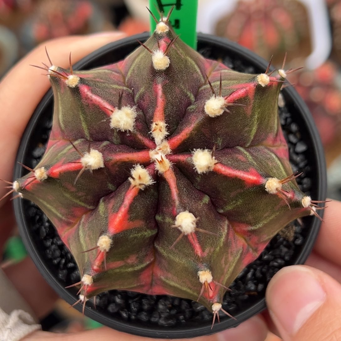 泰系侧芽豪臀米哈锦H21
