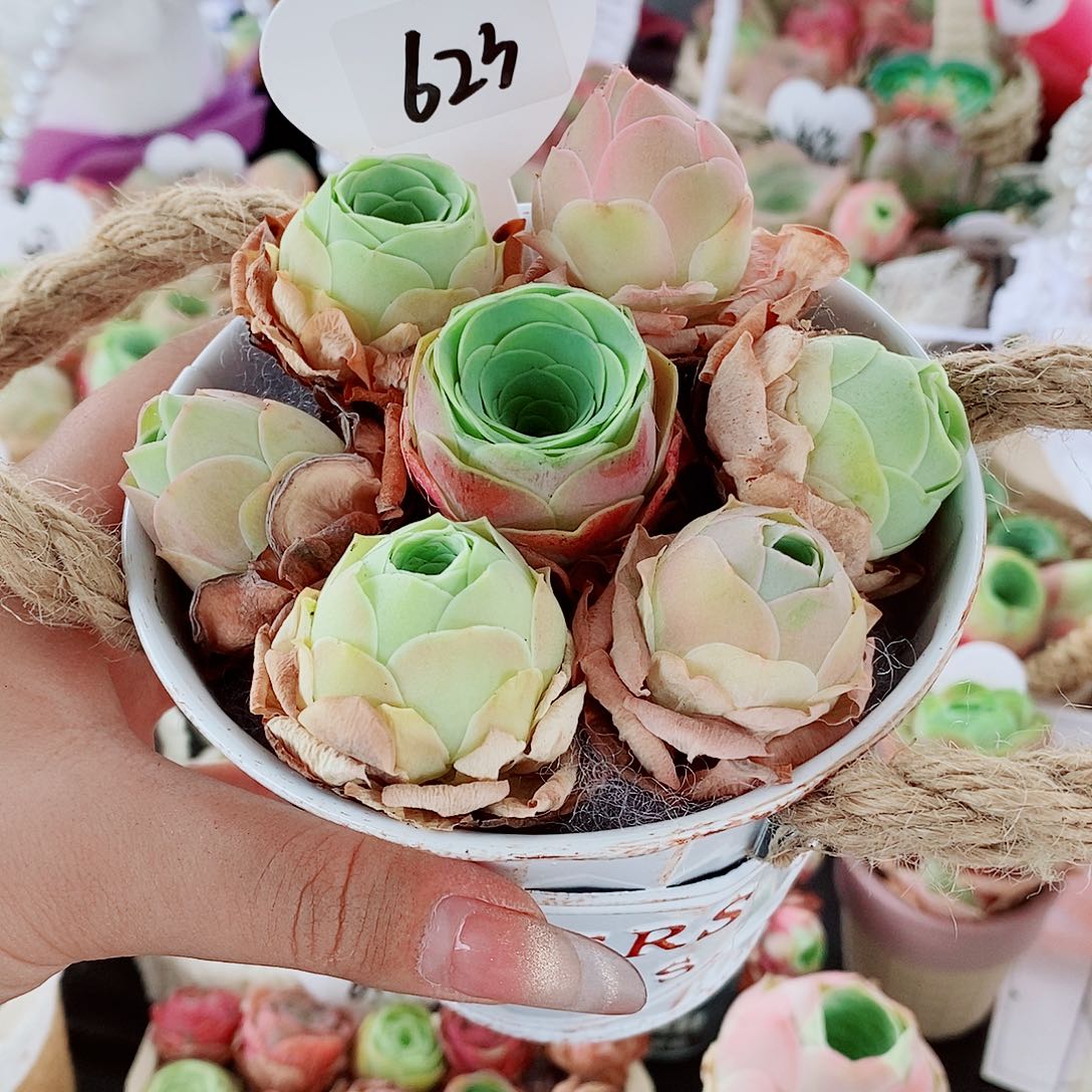 623 七颗混搭山地玫瑰