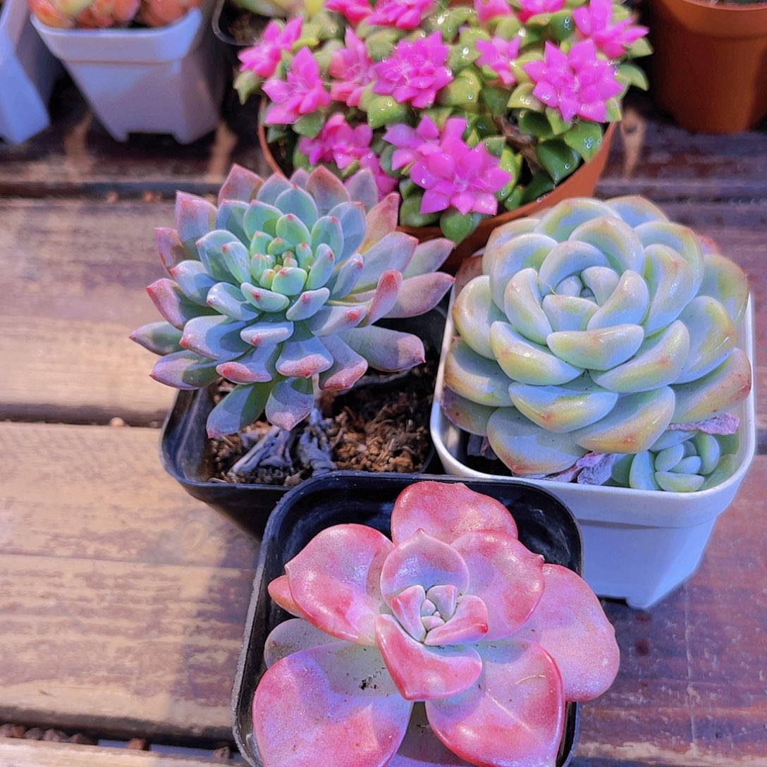 吹雪➕蓝苹果➕紫乐➕冰玉单头