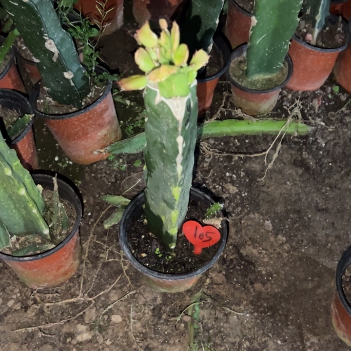 穆***穆当前无花栽培后可以开花068  105