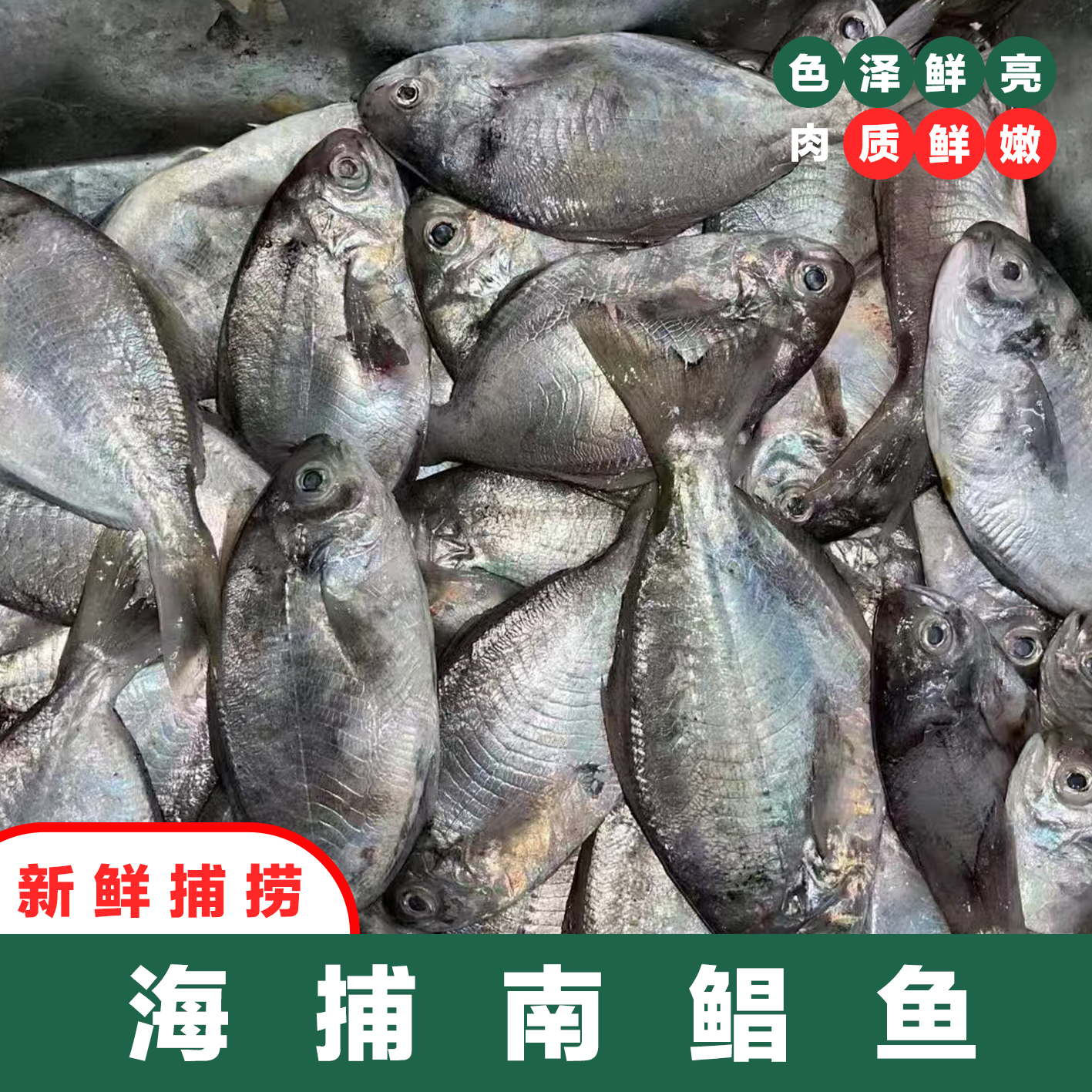广东汕尾本港野生南鲳鱼，肉鲫鱼