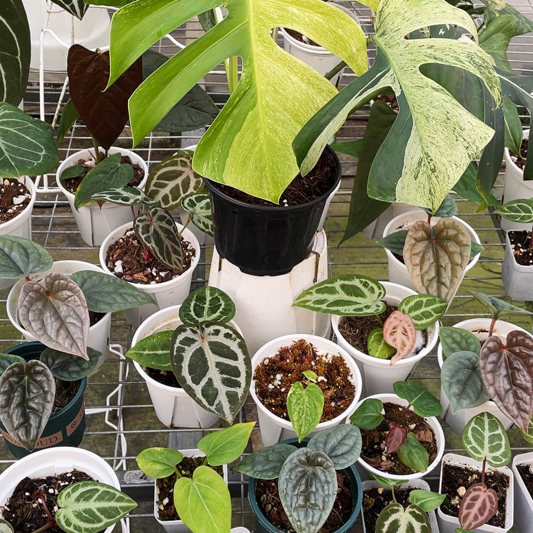 完全开放薄荷龟5叶