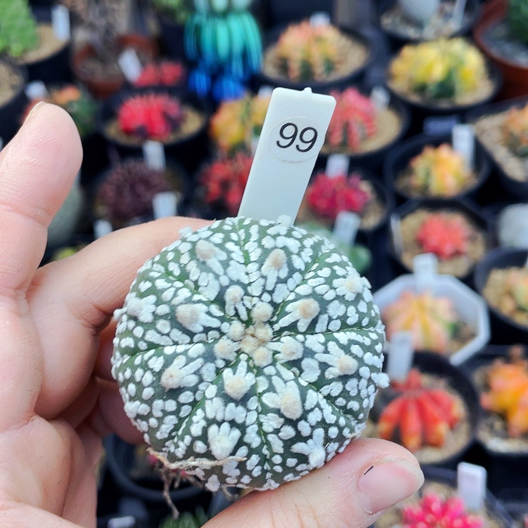 非偏远地区满25包邮仙人球