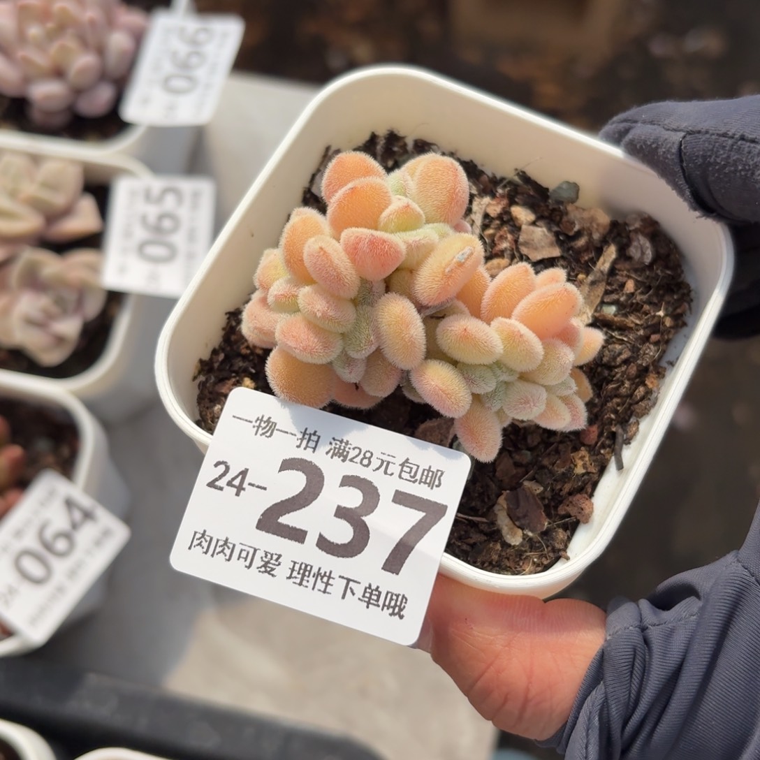 雪晃星缀无盆土发的