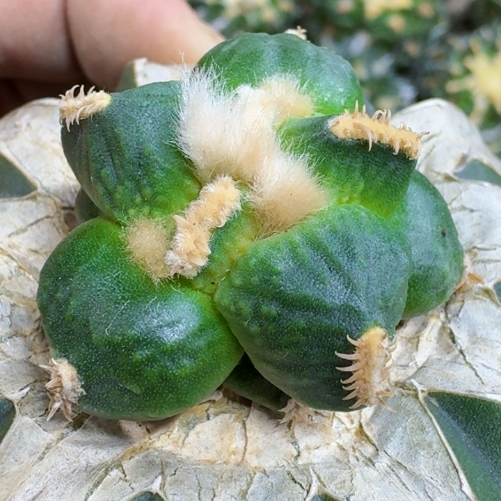 福利苗接蛋怒796