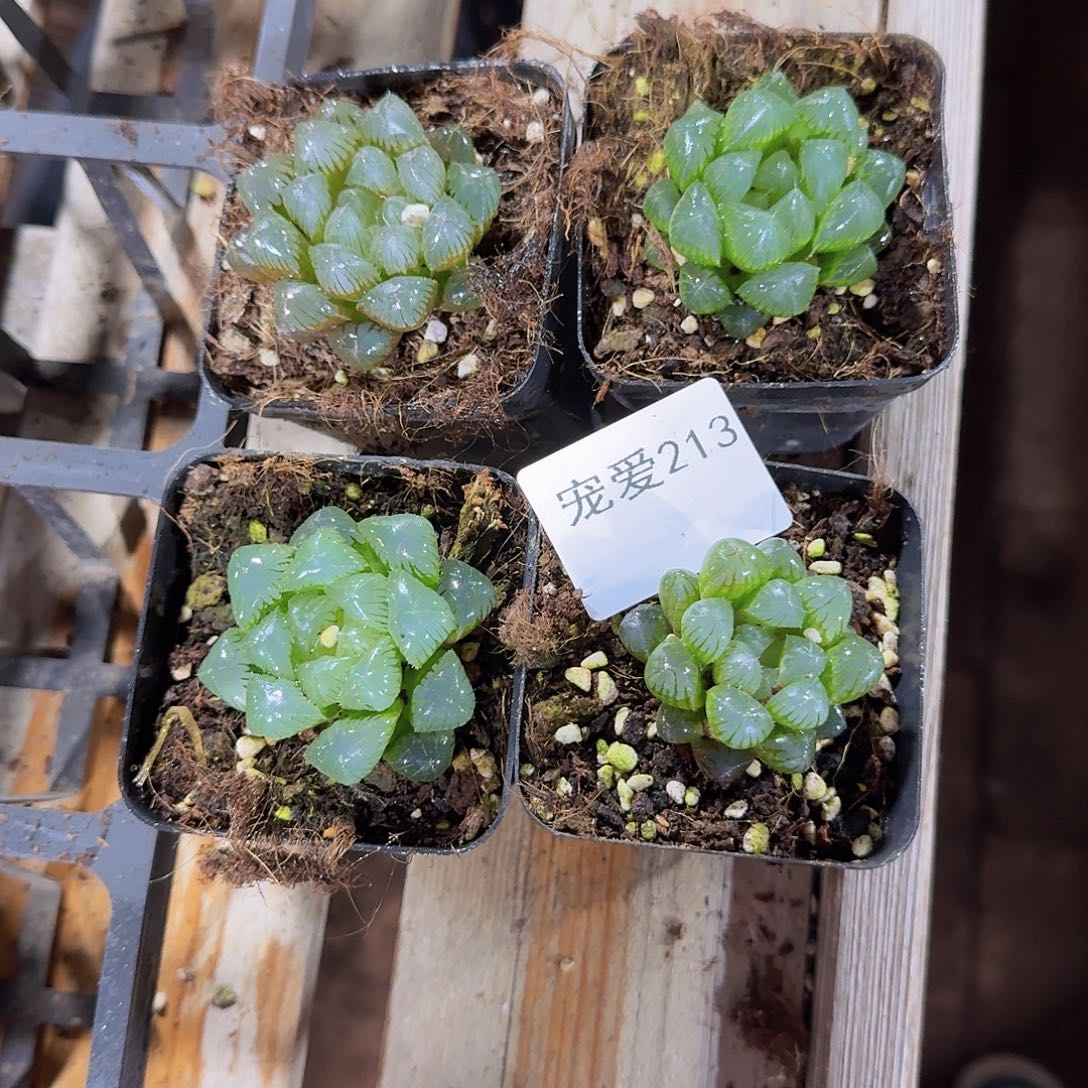 直播福利一物一拍213