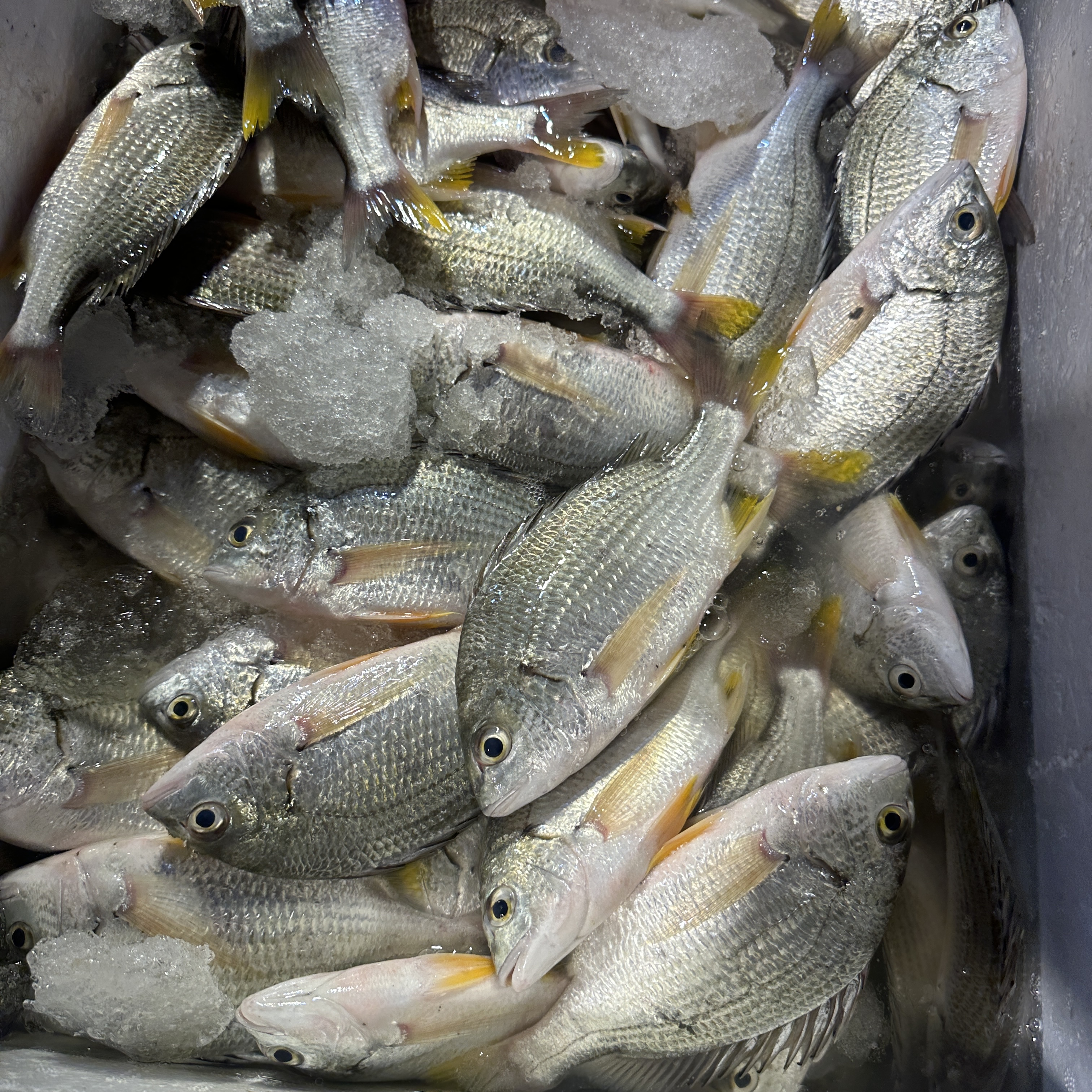 湛江本港小船海捕黄脚立鱼（一斤4条左右）原条发