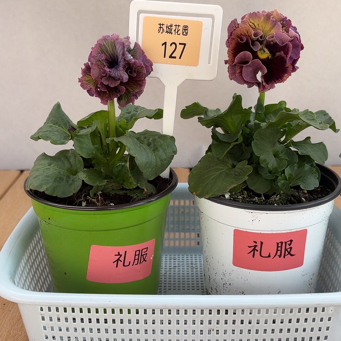 大部分开放少量花苞127