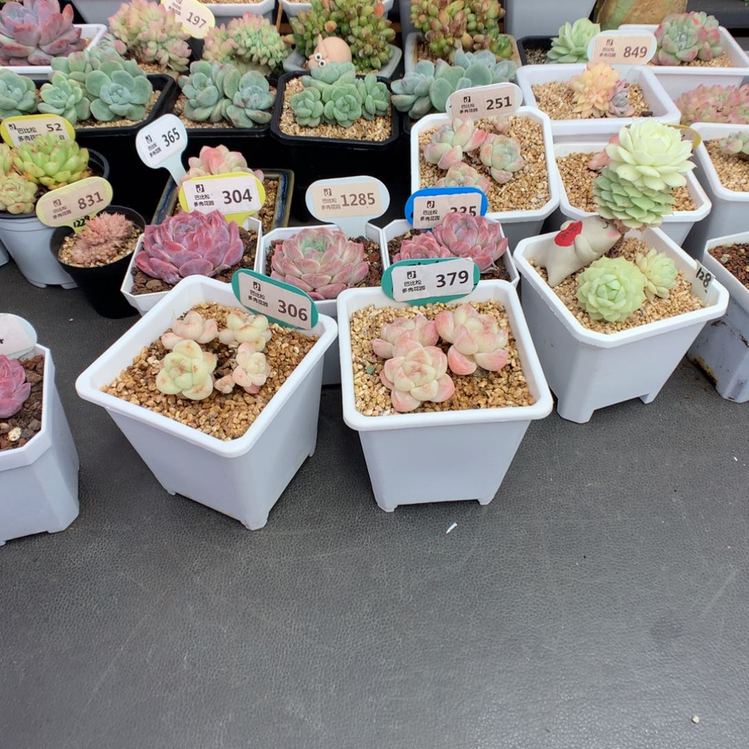 M***蕙379-306 冰玉多肉多肉