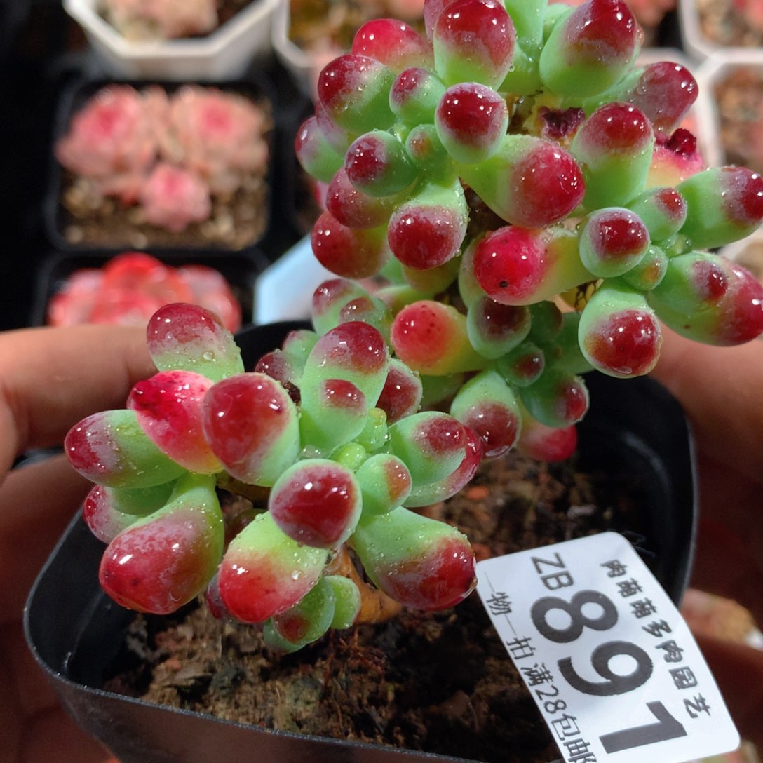 5CM拇指盆精控多肉ZB891