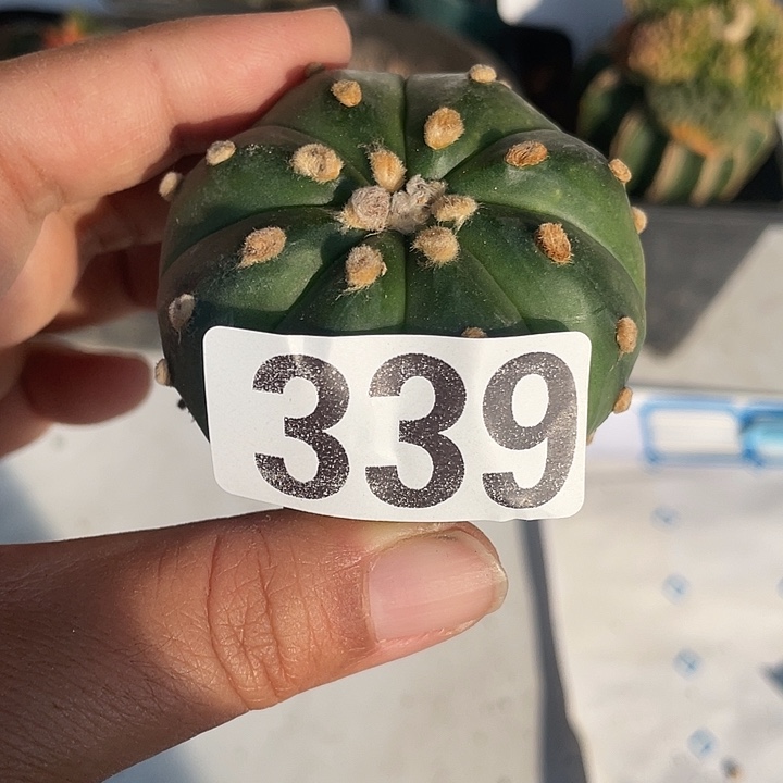339号字根流利兜一颗