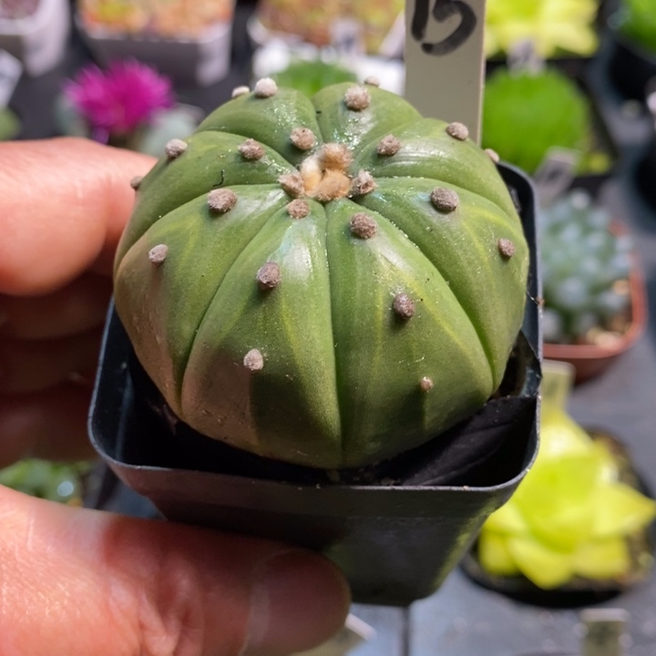 小南瓜仙人球一物一拍