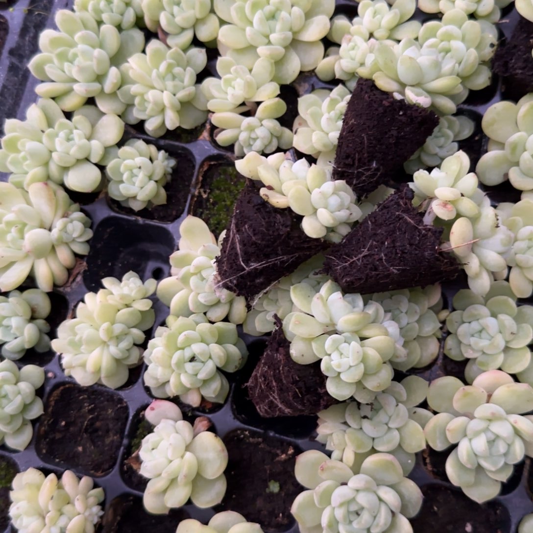 三头月亮财富4 穴一个满25包邮